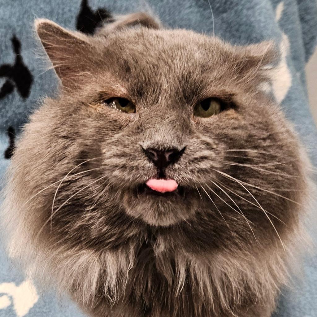 Doyle, an adoptable Domestic Long Hair in Sheridan, WY, 82801 | Photo Image 1