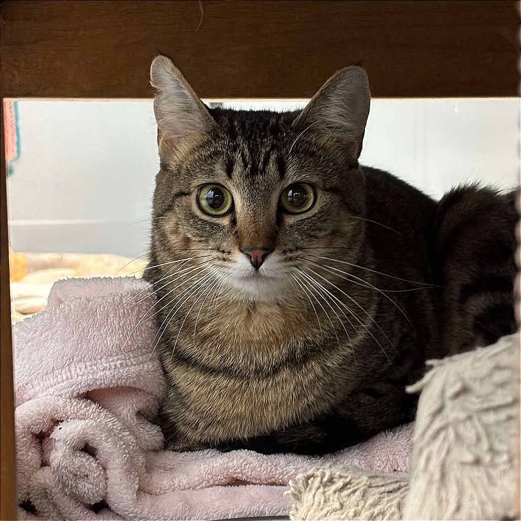Sesame, an adoptable Domestic Short Hair in Sheridan, WY, 82801 | Photo Image 1