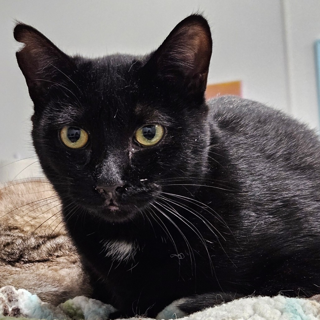 Poppy, an adoptable Domestic Short Hair in Sheridan, WY, 82801 | Photo Image 1