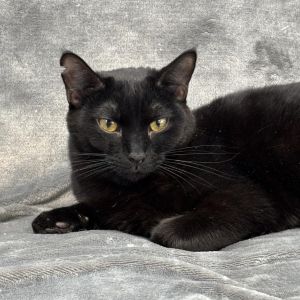 Peppercorn