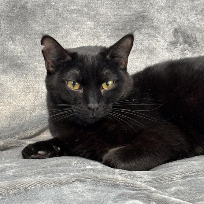Peppercorn