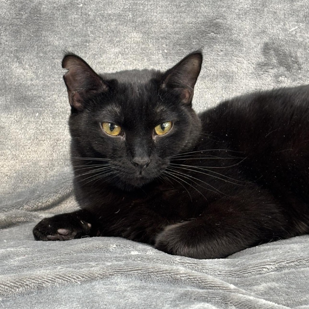 Peppercorn, an adoptable Domestic Short Hair in Sheridan, WY, 82801 | Photo Image 1