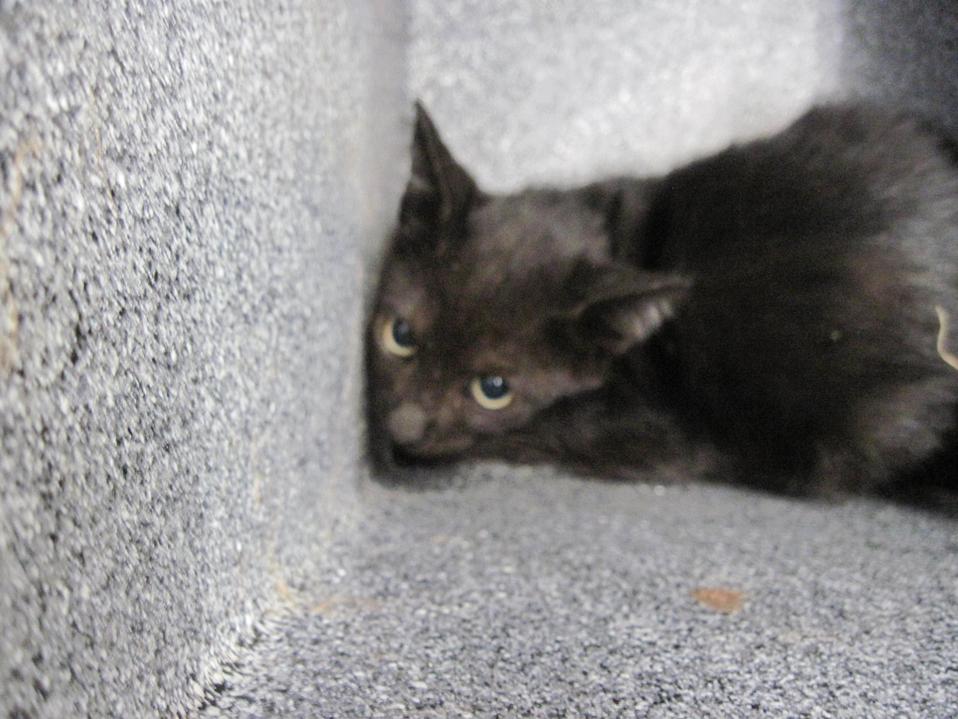 Luigi, an adoptable Domestic Short Hair in Clovis, NM, 88101 | Photo Image 1