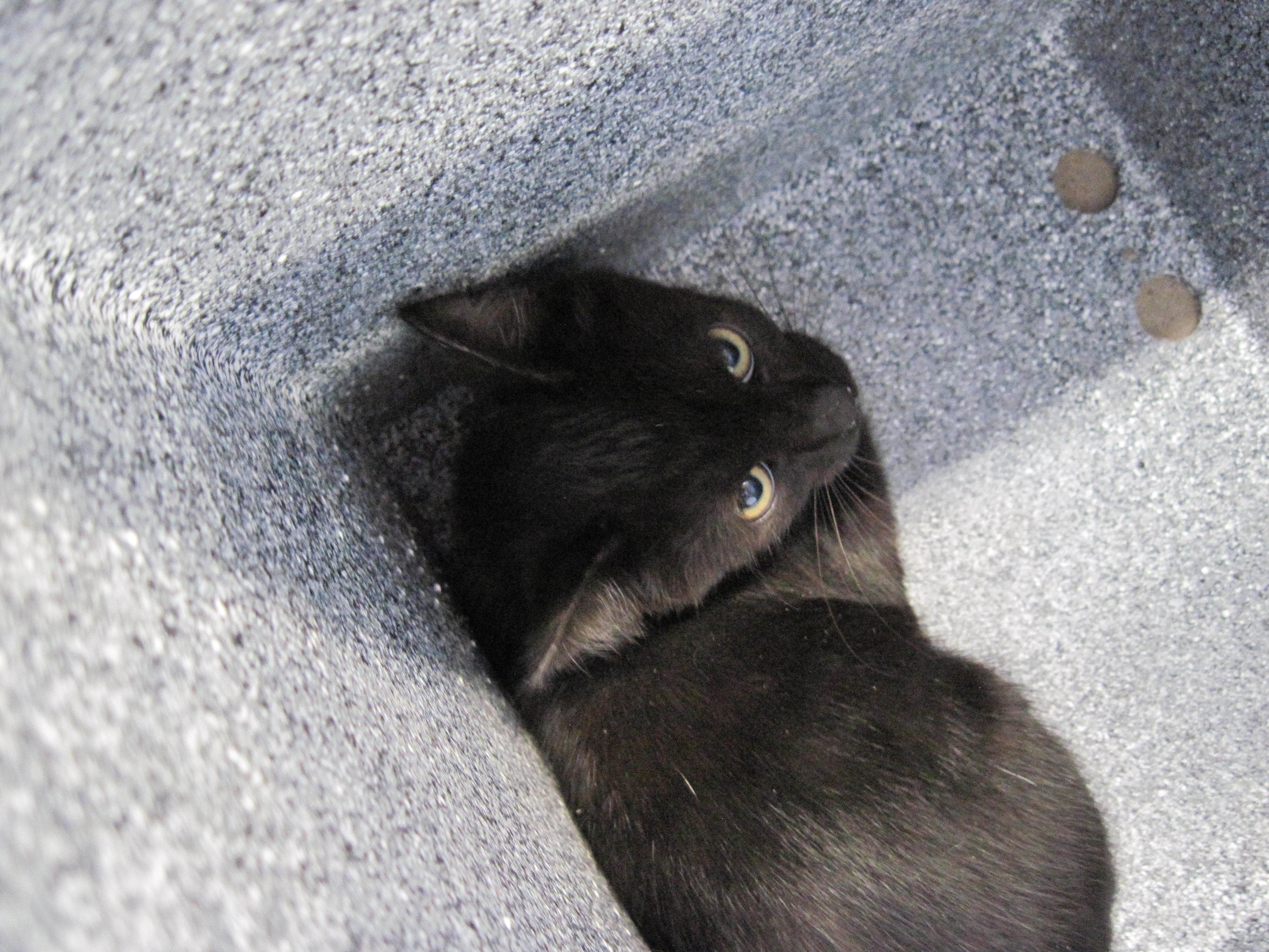 Mario, an adoptable Domestic Short Hair in Clovis, NM, 88101 | Photo Image 1