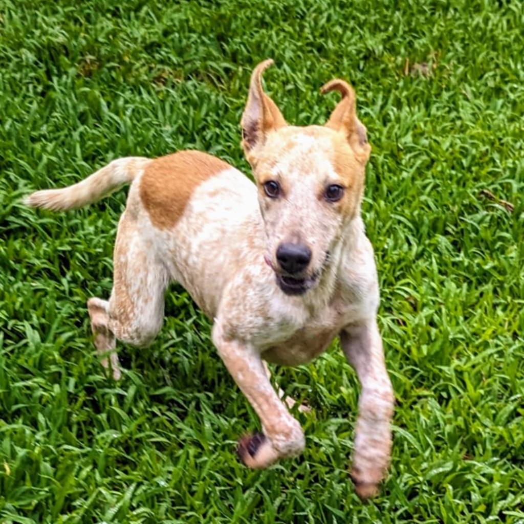 Honey Bee (Ava COH-A-10303), an adoptable Cattle Dog in Volcano, HI, 96785 | Photo Image 3