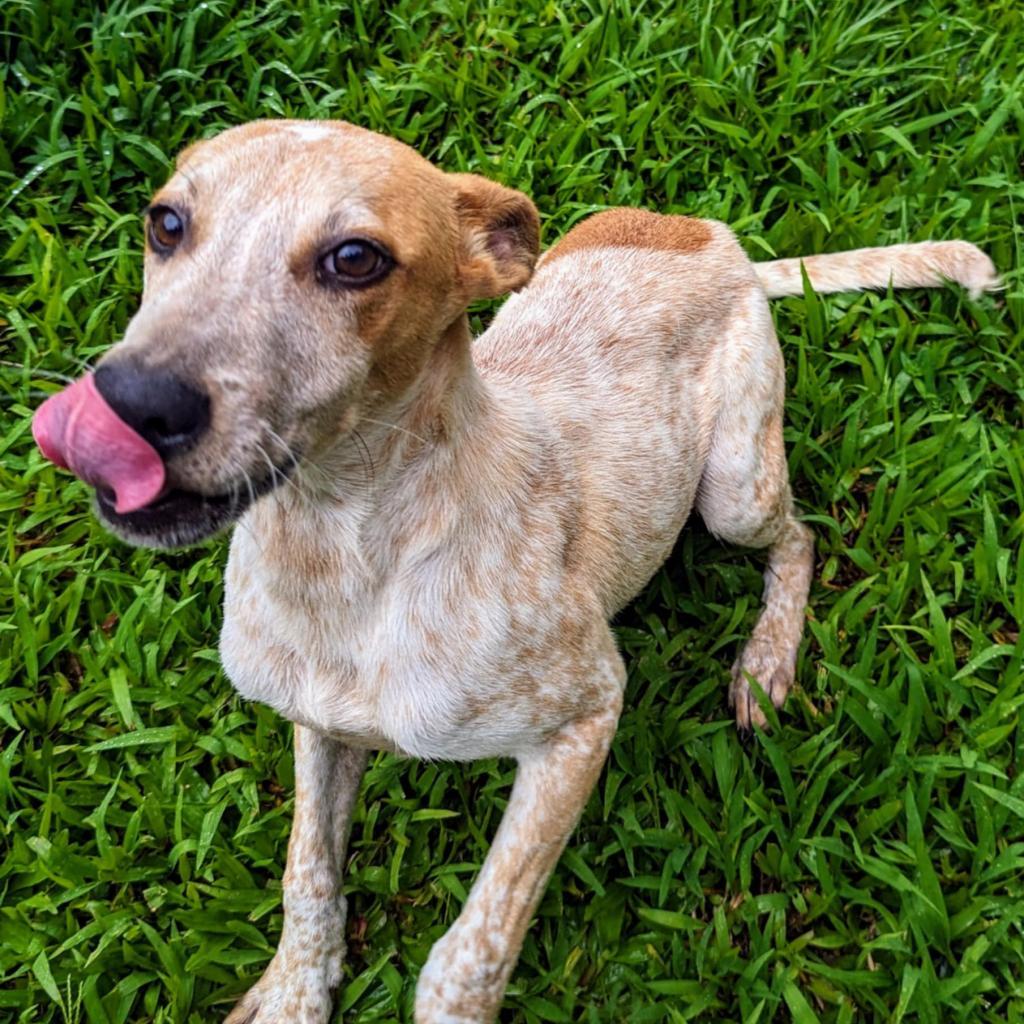 Honey Bee (Ava COH-A-10303), an adoptable Cattle Dog in Volcano, HI, 96785 | Photo Image 4