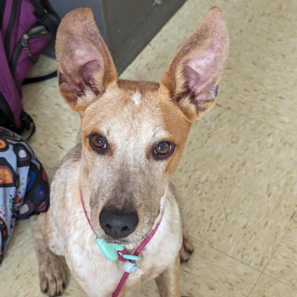 Honey Bee (Ava COH-A-10303), an adoptable Cattle Dog in Volcano, HI, 96785 | Photo Image 5