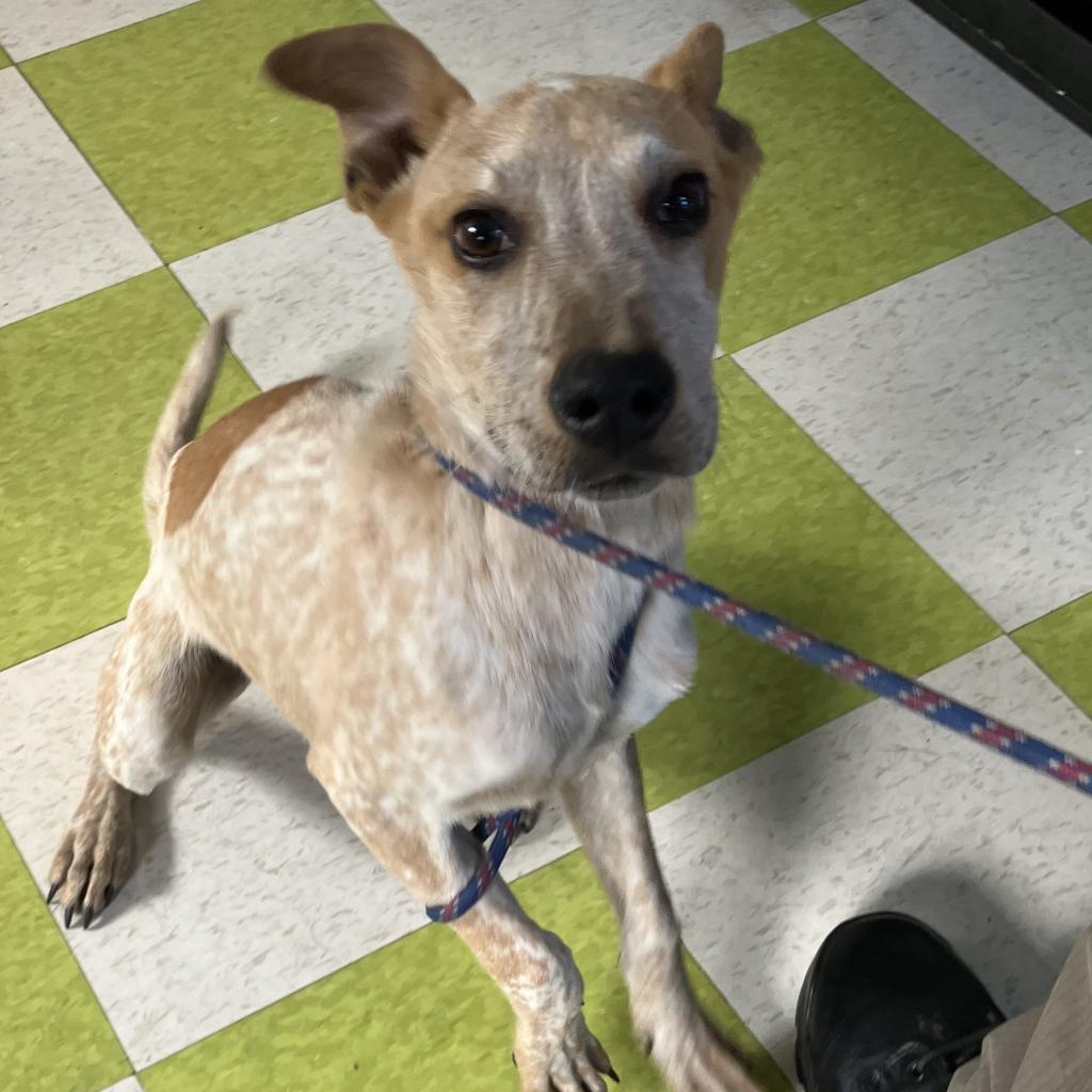 Honey Bee (Ava COH-A-10303), an adoptable Cattle Dog in Volcano, HI, 96785 | Photo Image 6