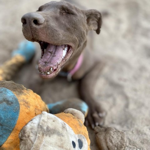 Olivia, an adoptable Chocolate Labrador Retriever in Fargo, ND, 58102 | Photo Image 4