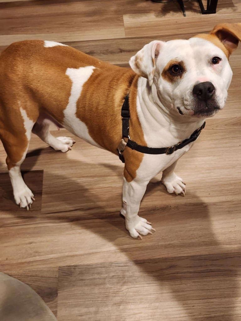 Matilda, an adoptable Mixed Breed in sun prairie, WI, 53590 | Photo Image 1