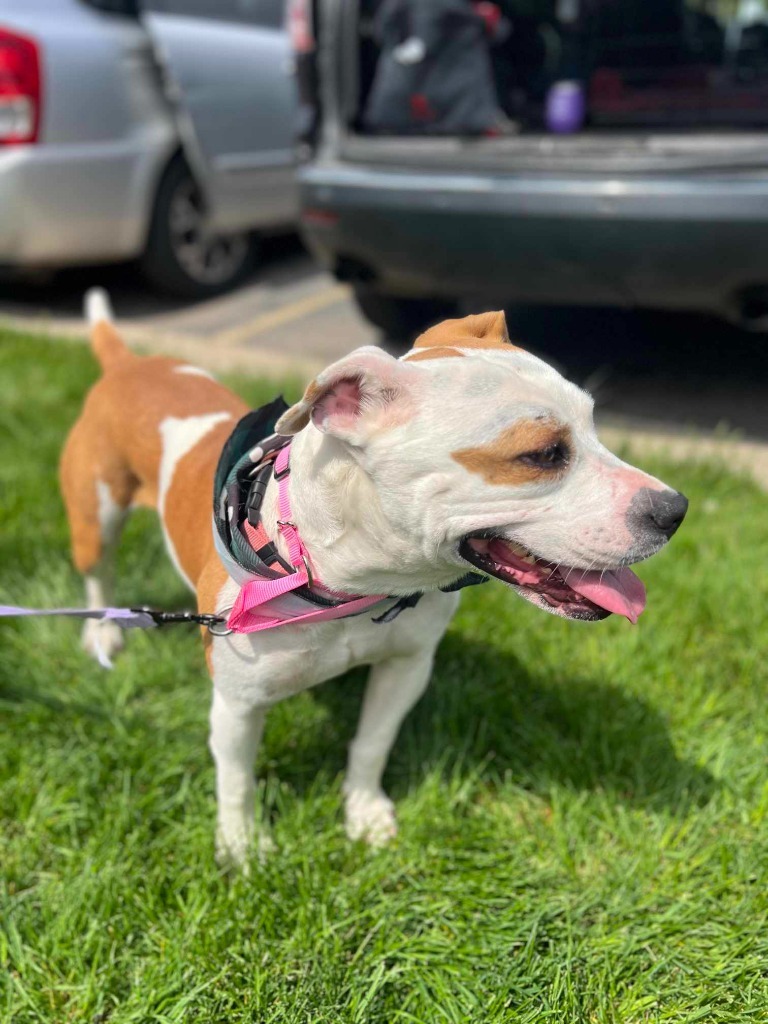 Matilda, an adoptable Mixed Breed in sun prairie, WI, 53590 | Photo Image 2