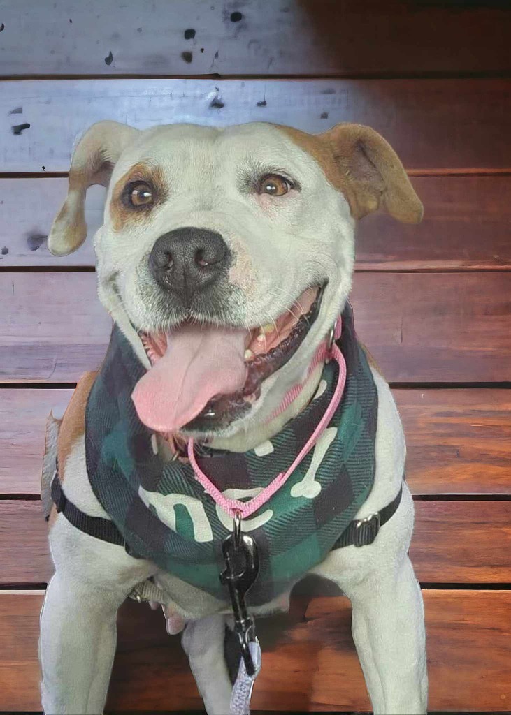 Matilda, an adoptable Mixed Breed in sun prairie, WI, 53590 | Photo Image 3