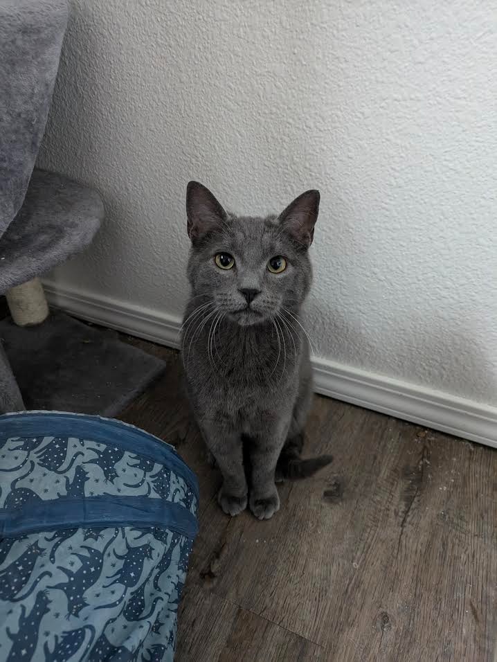 Voco, an adoptable Domestic Short Hair in Palmer, AK, 99645 | Photo Image 1