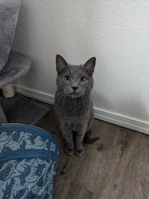 Voco