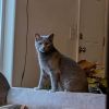 Voco photo 4