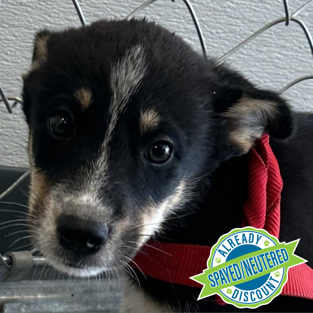 Axel, an adoptable Mixed Breed in Las Cruces, NM, 88012 | Photo Image 1