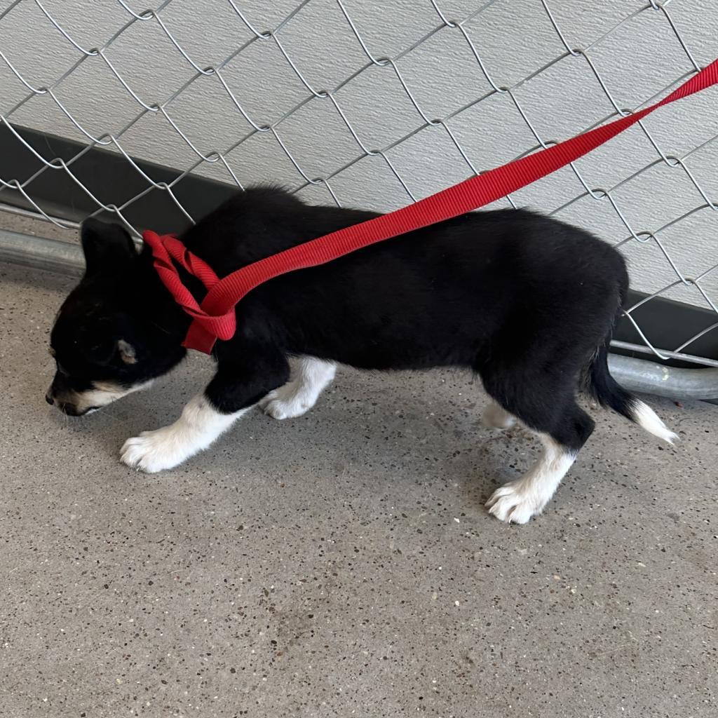 Axel, an adoptable Mixed Breed in Las Cruces, NM, 88012 | Photo Image 2