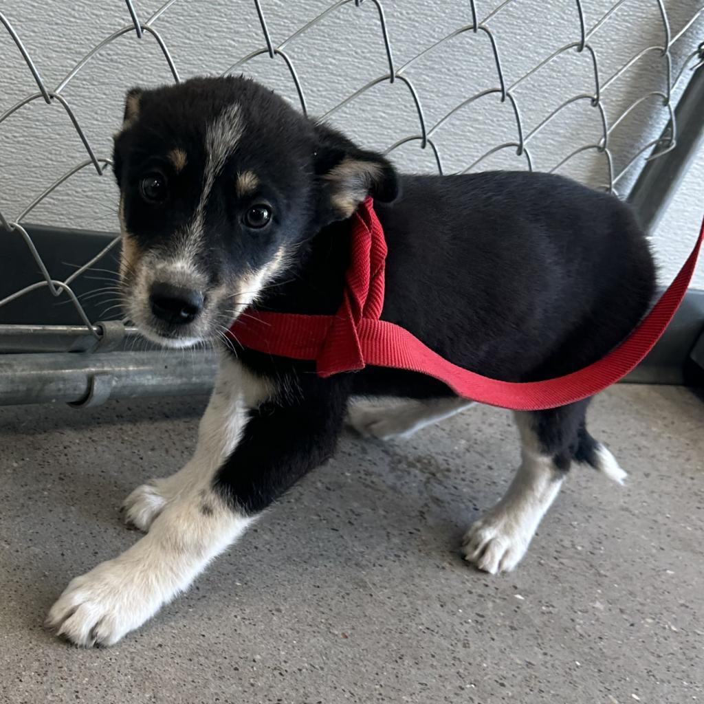 Axel, an adoptable Mixed Breed in Las Cruces, NM, 88012 | Photo Image 3