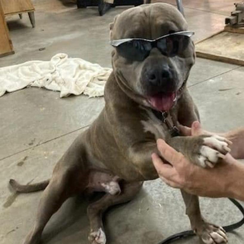 Georgie, an adoptable American Bulldog in Raytown, MO, 64133 | Photo Image 1