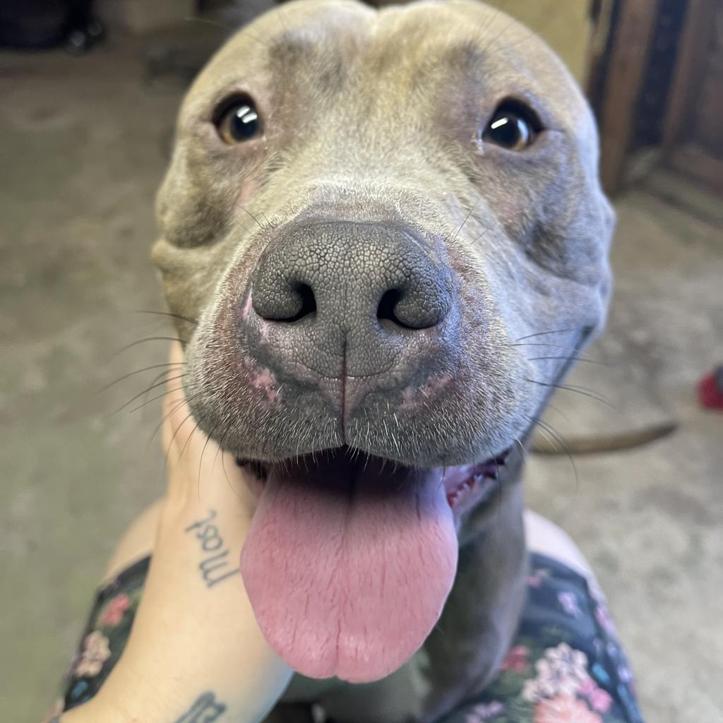 Georgie, an adoptable American Bulldog in Raytown, MO, 64133 | Photo Image 2