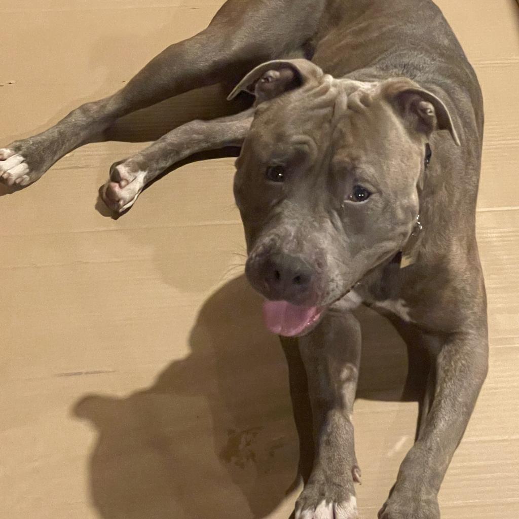 Georgie, an adoptable American Bulldog in Raytown, MO, 64133 | Photo Image 3