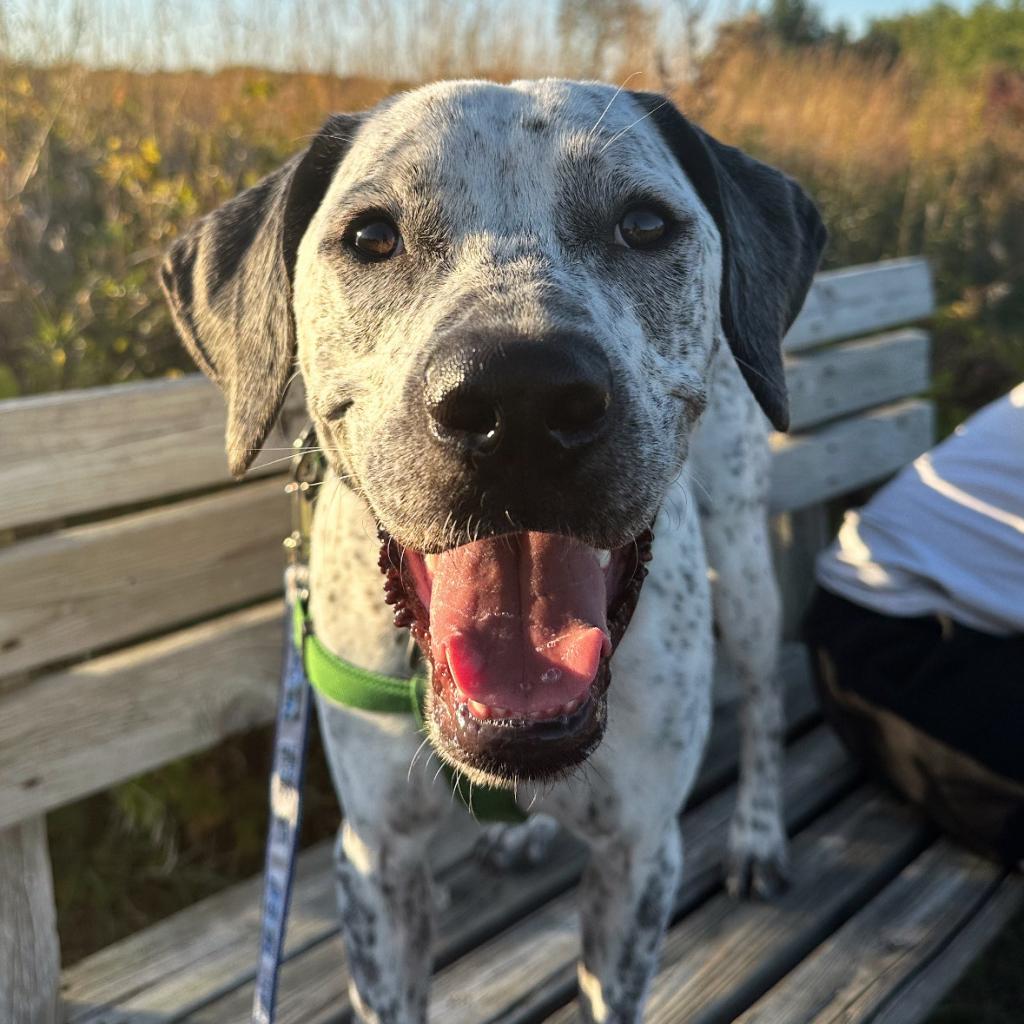 Brady D17331, an adoptable Pointer in Minnetonka, MN, 55345 | Photo Image 1
