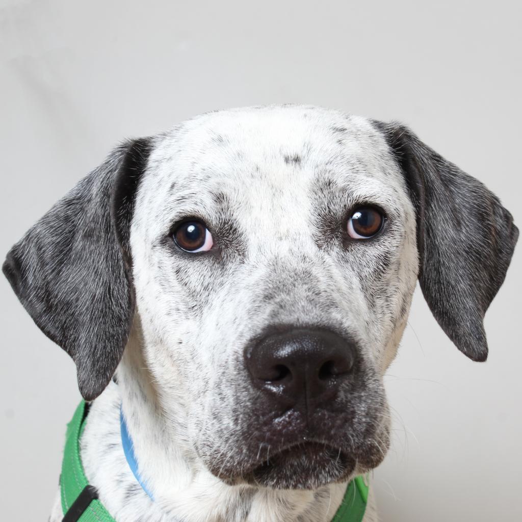 Brady D17331, an adoptable Pointer in Minnetonka, MN, 55345 | Photo Image 2