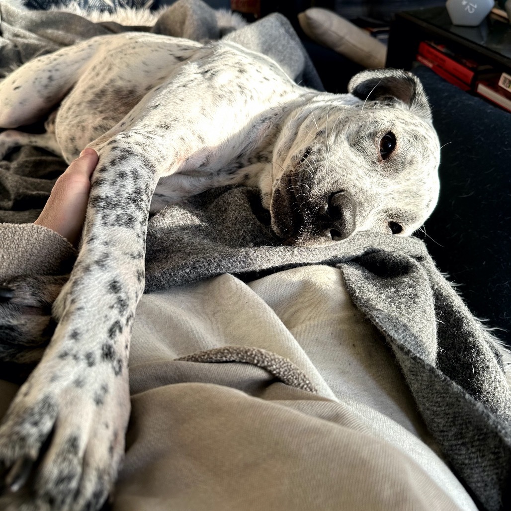 Brady D17331, an adoptable Pointer in Minnetonka, MN, 55345 | Photo Image 3