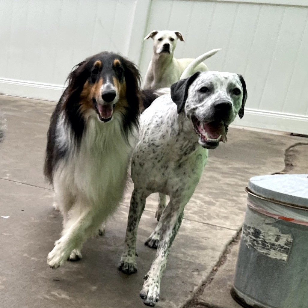 Brady D17331, an adoptable Pointer in Minnetonka, MN, 55345 | Photo Image 4