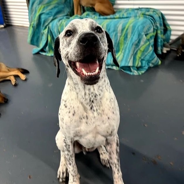 Brady D17331, an adoptable Pointer in Minnetonka, MN, 55345 | Photo Image 5