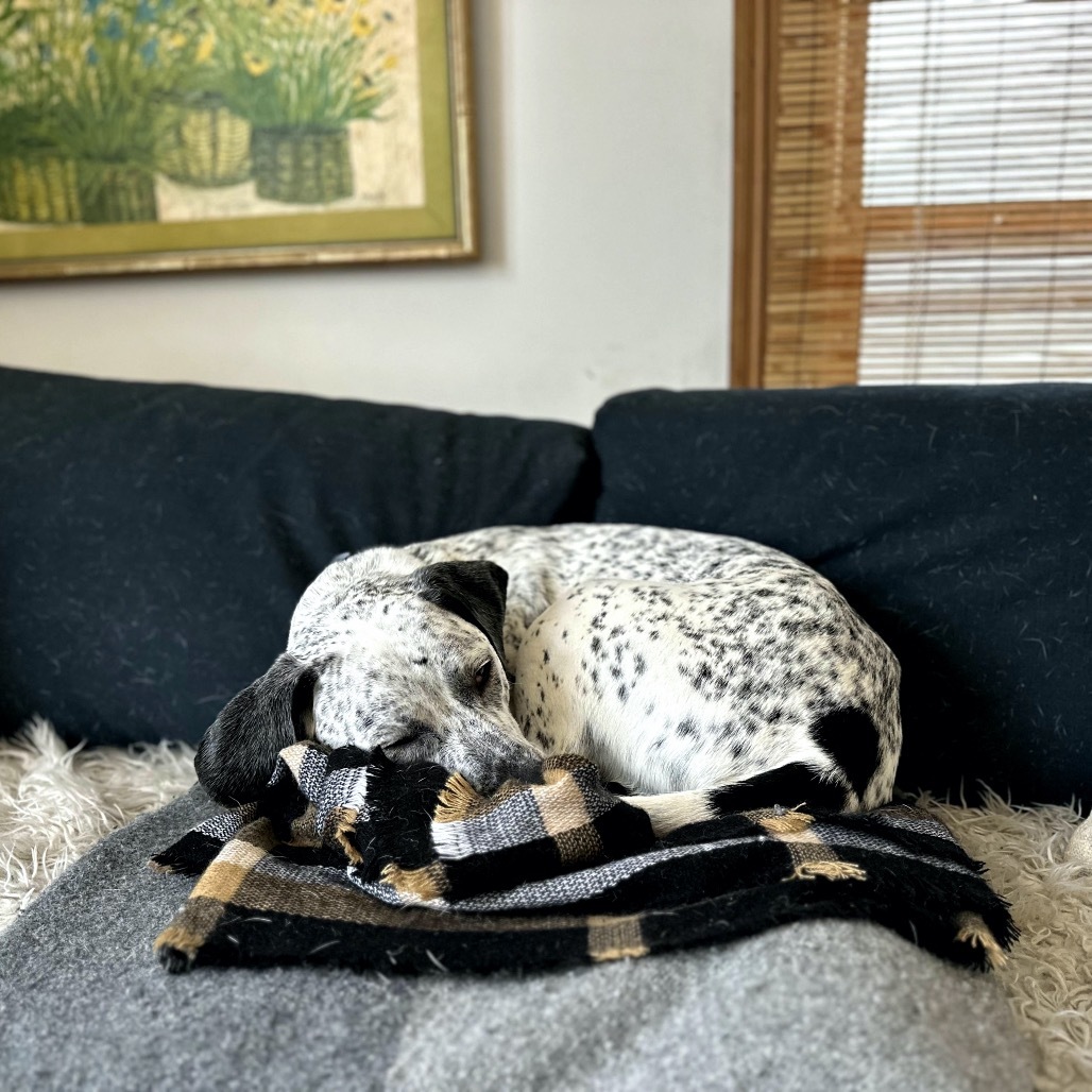 Brady D17331, an adoptable Pointer in Minnetonka, MN, 55345 | Photo Image 6