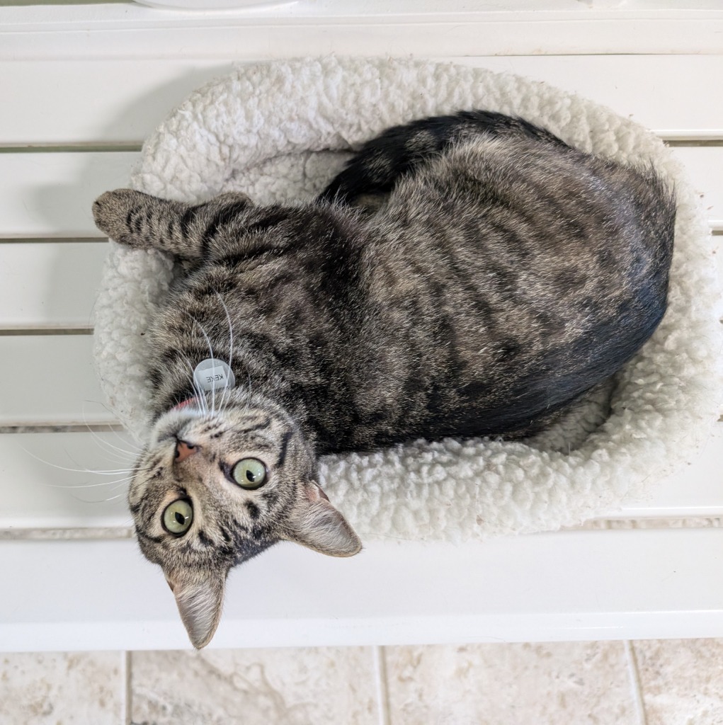 Keke, an adoptable Domestic Short Hair in Hot Springs, AR, 71901 | Photo Image 1