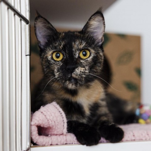 Miss Elanious, an adoptable Domestic Short Hair in Incline Village, NV, 89451 | Photo Image 1