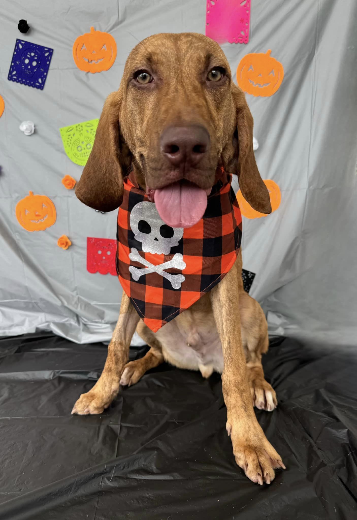 Bud, an adoptable Bloodhound, Hound in Glen St Mary, FL, 32040 | Photo Image 1