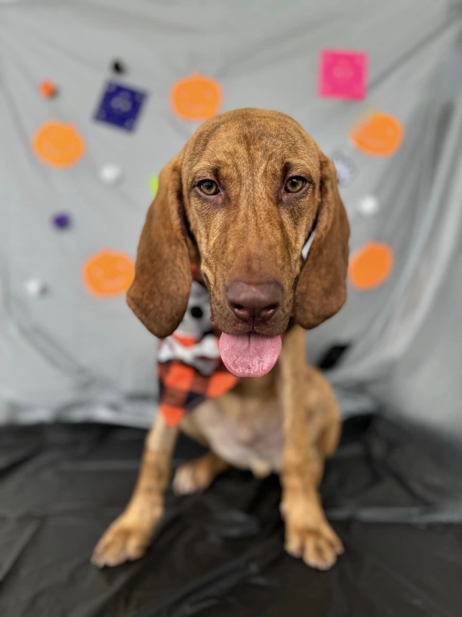 Bud, an adoptable Bloodhound, Hound in Glen St Mary, FL, 32040 | Photo Image 3