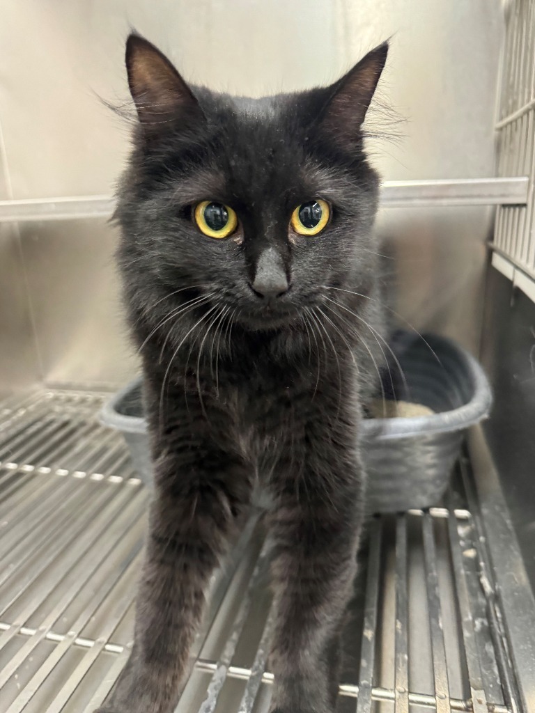 Spook, an adoptable Domestic Medium Hair in Kenai, AK, 99611 | Photo Image 2