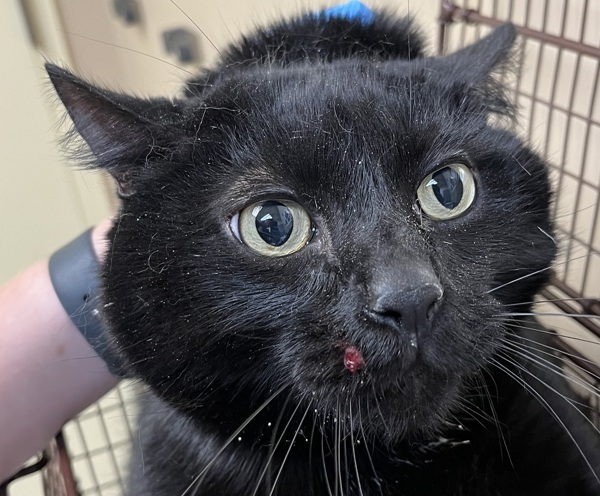 Hester, an adoptable Domestic Short Hair in Spokane Valley, WA, 99212 | Photo Image 2