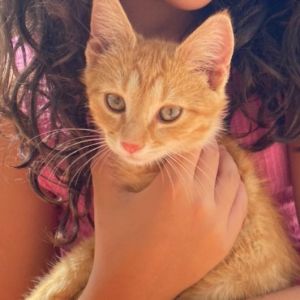 Aslan, Young Male Domestic Short Hair