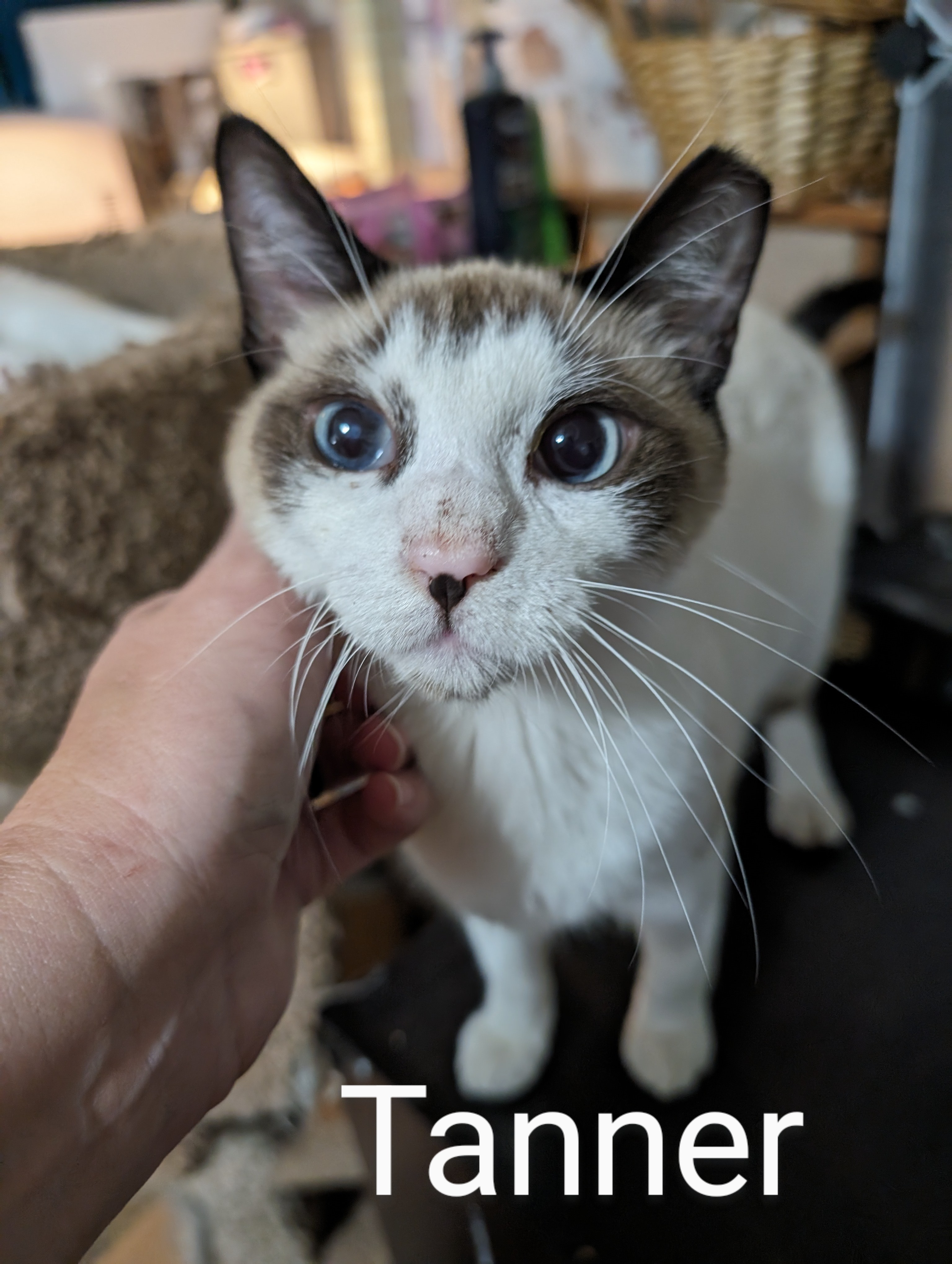 Tanner, an adoptable Domestic Short Hair, Snowshoe in Cleburne, TX, 76033 | Photo Image 6