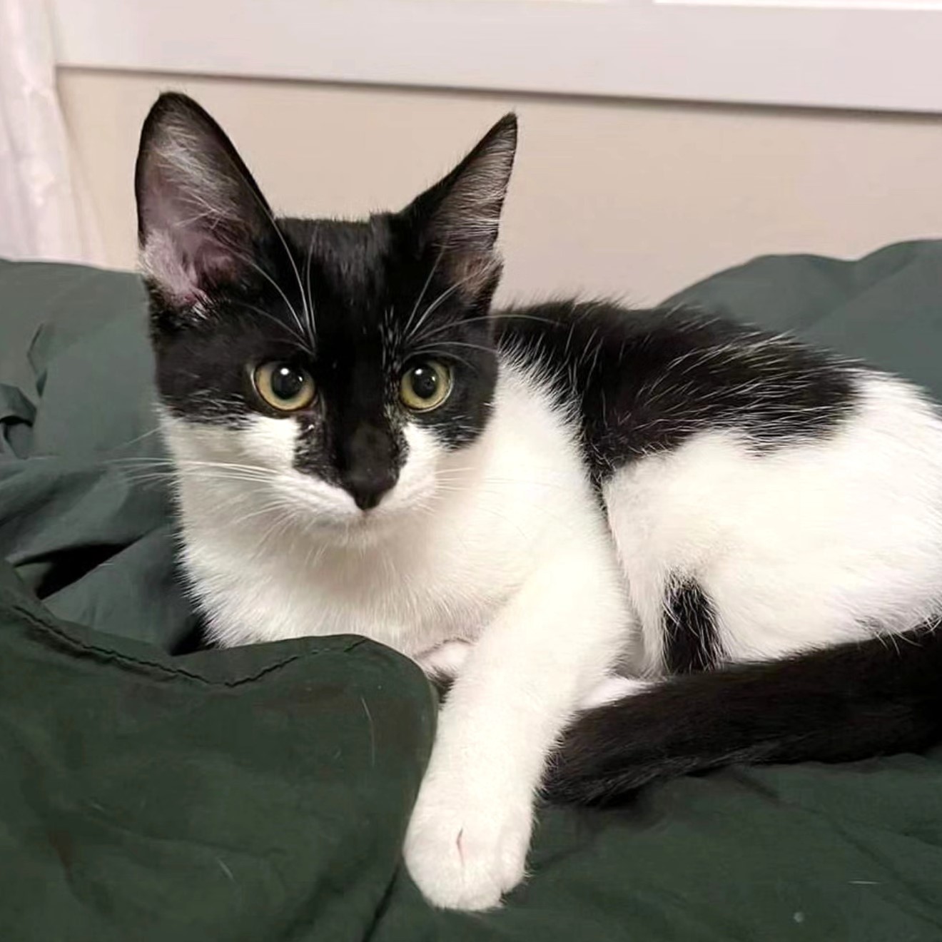 Yang, an adoptable Domestic Short Hair in Calistoga, CA, 94515 | Photo Image 1