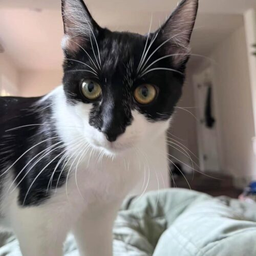 Yang, an adoptable Domestic Short Hair in Calistoga, CA, 94515 | Photo Image 2