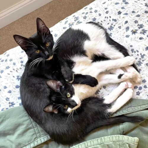 Yang, an adoptable Domestic Short Hair in Calistoga, CA, 94515 | Photo Image 3
