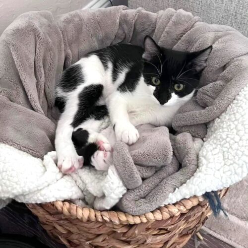 Yang, an adoptable Domestic Short Hair in Calistoga, CA, 94515 | Photo Image 4