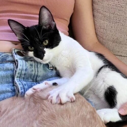 Yang, an adoptable Domestic Short Hair in Calistoga, CA, 94515 | Photo Image 6
