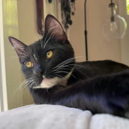 Yin, an adoptable Domestic Short Hair in Calistoga, CA, 94515 | Photo Image 2