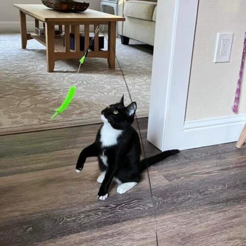 Yin, an adoptable Domestic Short Hair in Calistoga, CA, 94515 | Photo Image 3