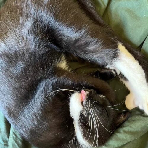 Yin, an adoptable Domestic Short Hair in Calistoga, CA, 94515 | Photo Image 4