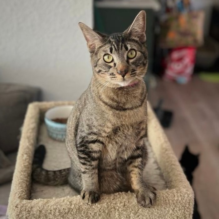 Power Surge, an adoptable Domestic Short Hair in Calistoga, CA, 94515 | Photo Image 1