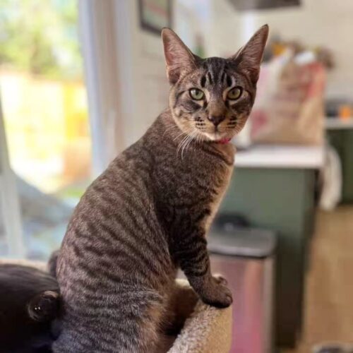 Power Surge, an adoptable Domestic Short Hair in Calistoga, CA, 94515 | Photo Image 3