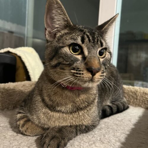 Power Surge, an adoptable Domestic Short Hair in Calistoga, CA, 94515 | Photo Image 5
